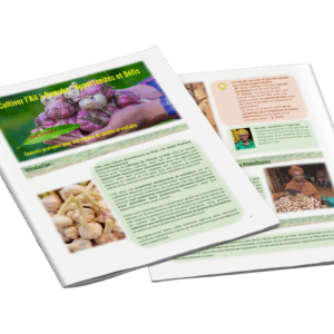 Guide pratique de la culture de l'ail au Mali – Opportunités et techniques agroécologiques