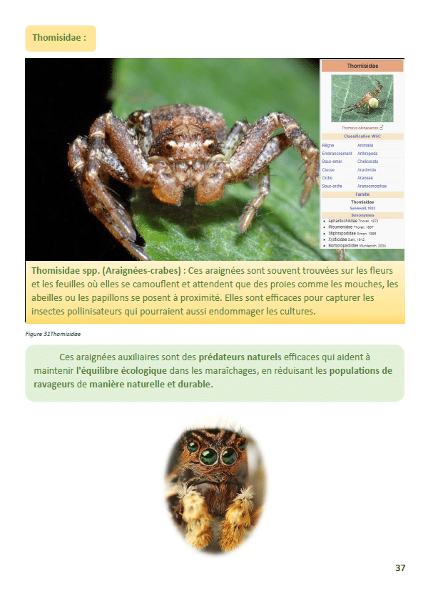 ebook_insectes_5