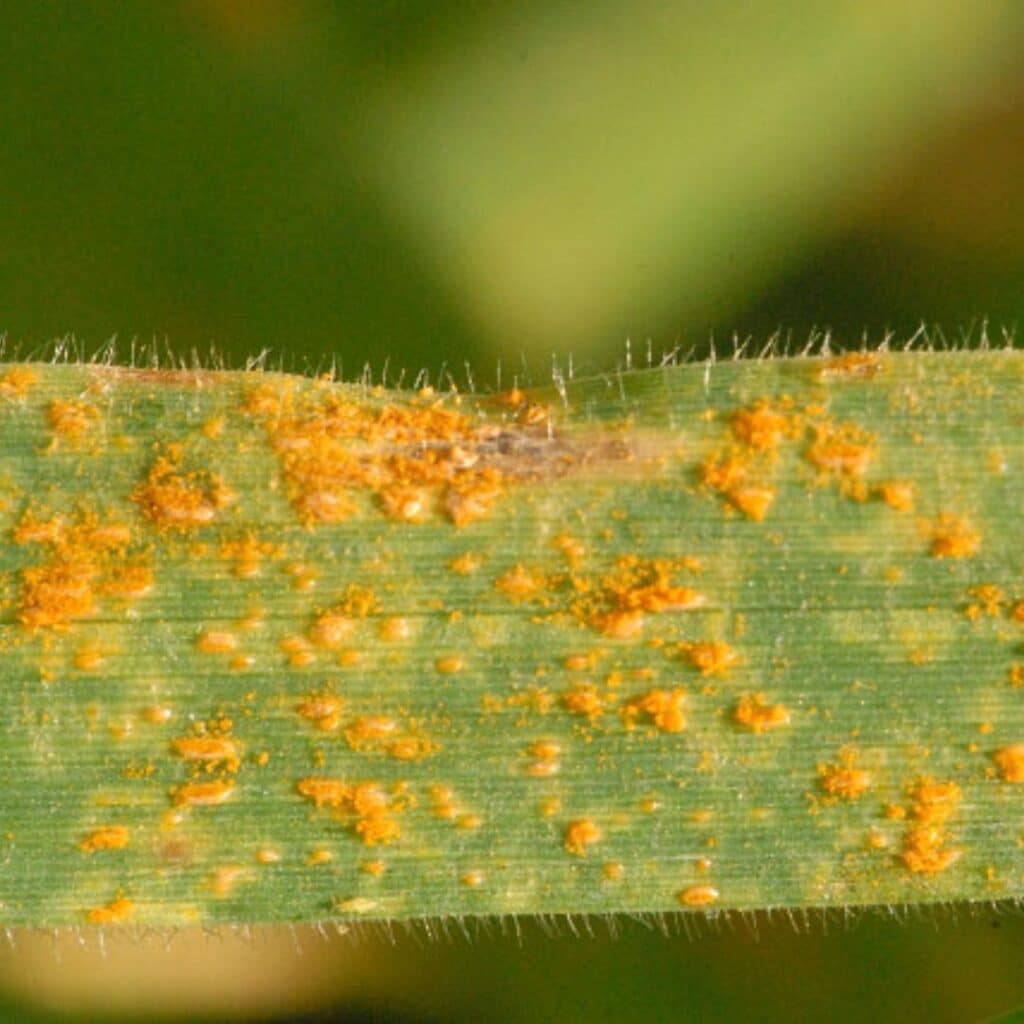 Rouille sur céréale