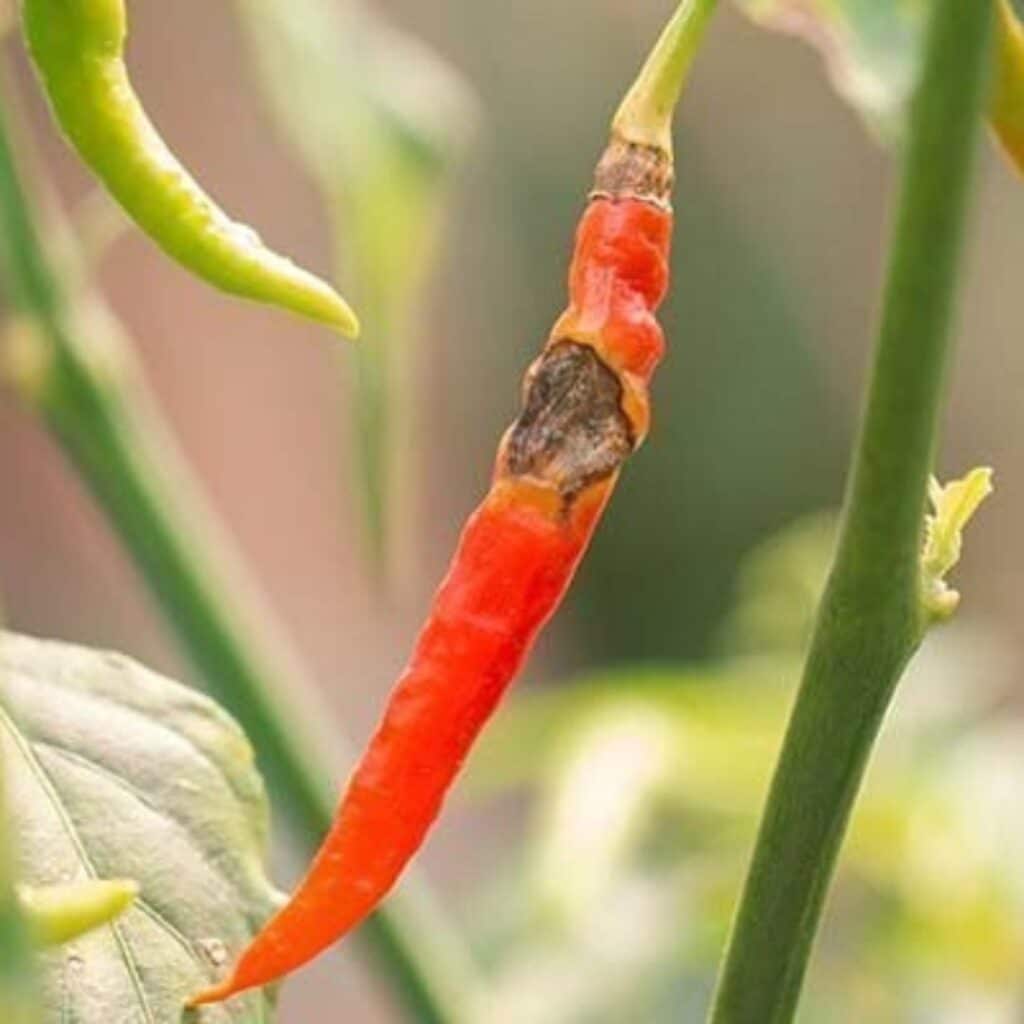 Anthracnose