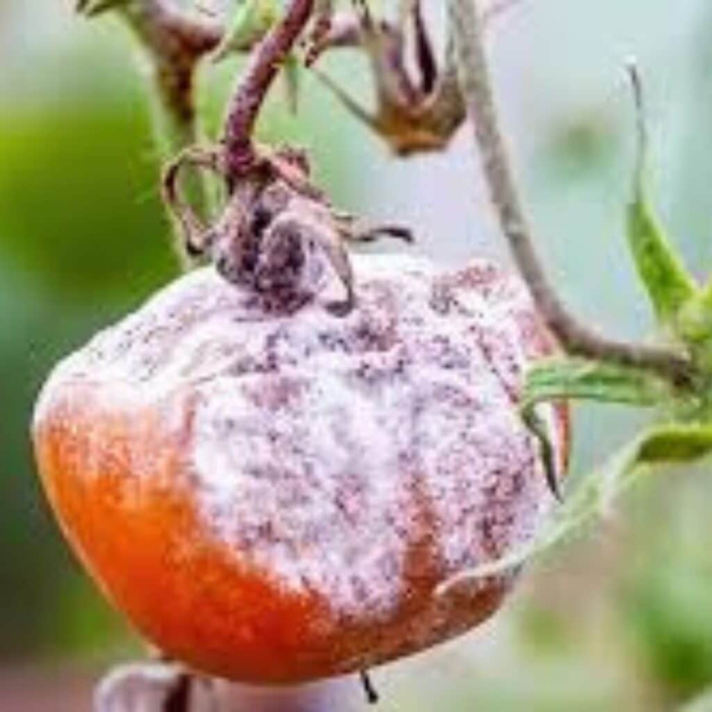 Botrytis sur tomate