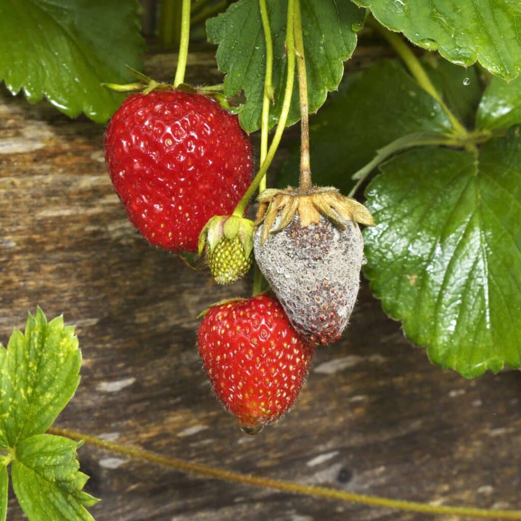 Botrytis sur fraise