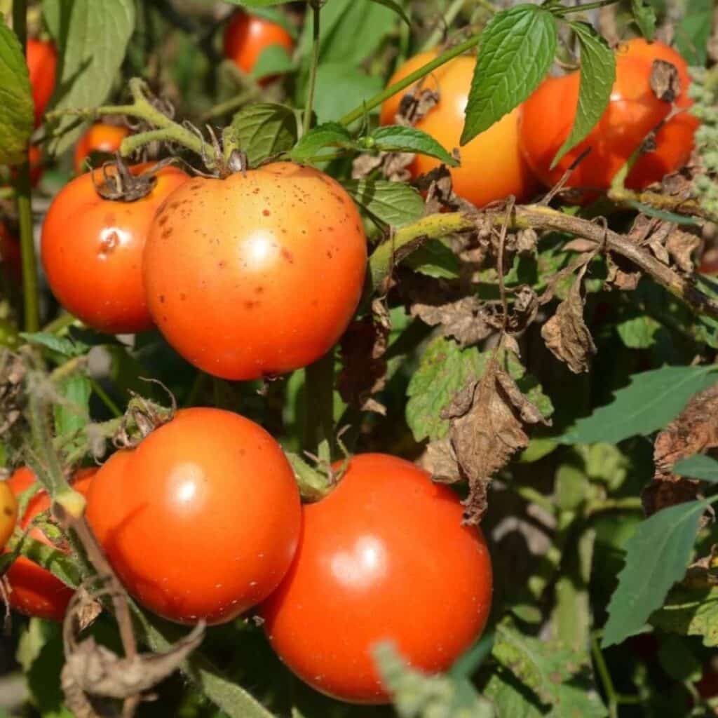 Mildiou sur tomates, feuilles et fruits.
