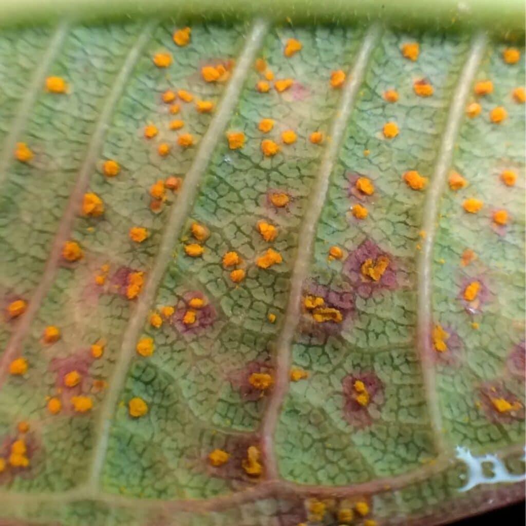 spores de rouille
