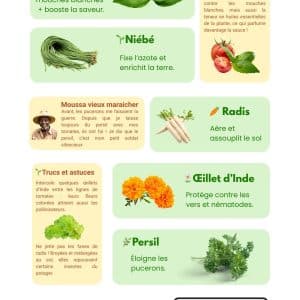 Infographie : 5 plantes compagnes de la tomate au Mali (basilic, niébé, radis, œillet d'Inde, persil) et leur rôle protecteur ou fertilisant.